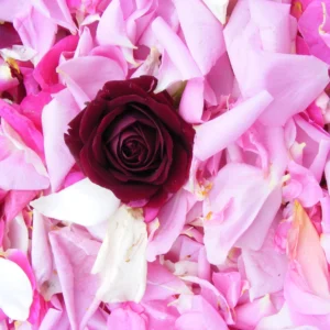 close up rose petals