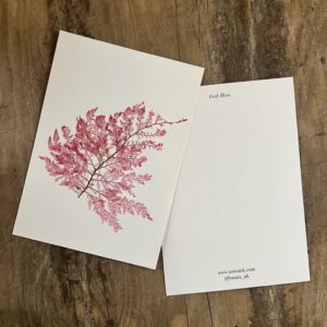 Pack of 10 Seaweed Notecards & Envelopes