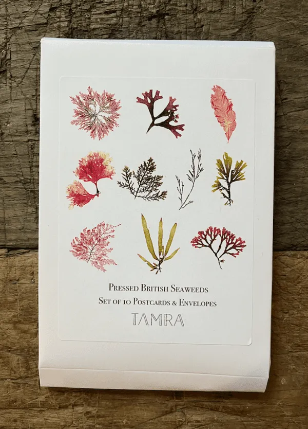 Pack of 10 Seaweed Notecards & Envelopes
