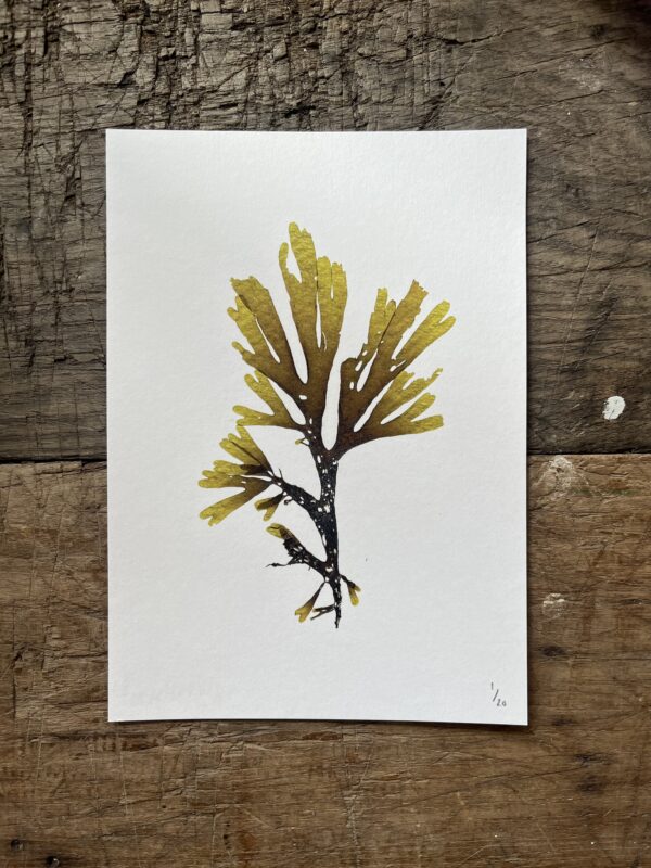 Brown Fan Weed Limited Edition Print