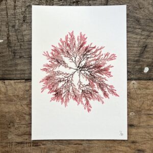 Red Comb Weed Limited Edition Print