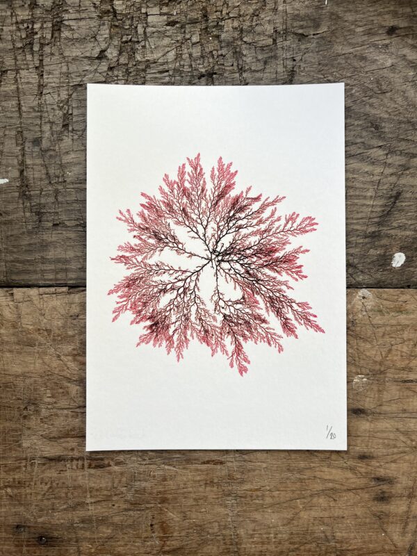 Red Comb Weed Limited Edition Print